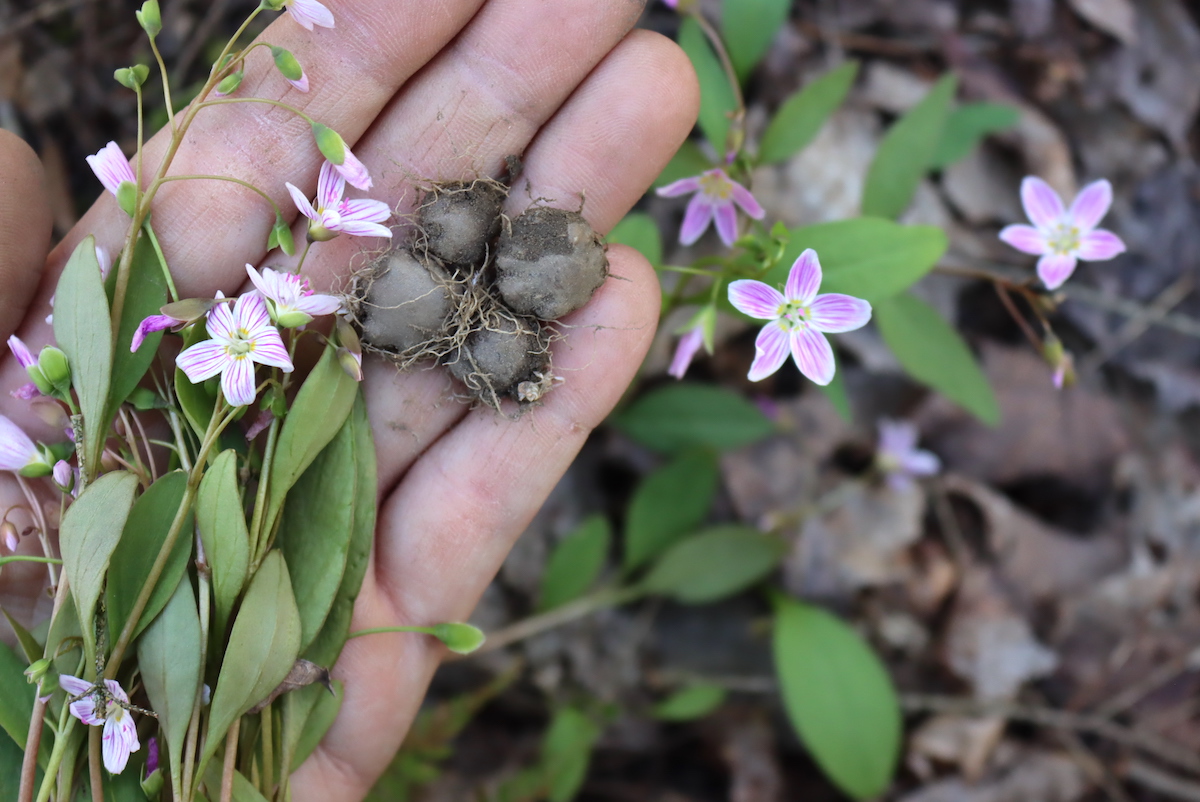 Foraging Spring Beauty (Claytonia Sp.)