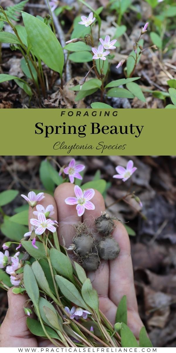 Foraging Spring Beauty Claytonia