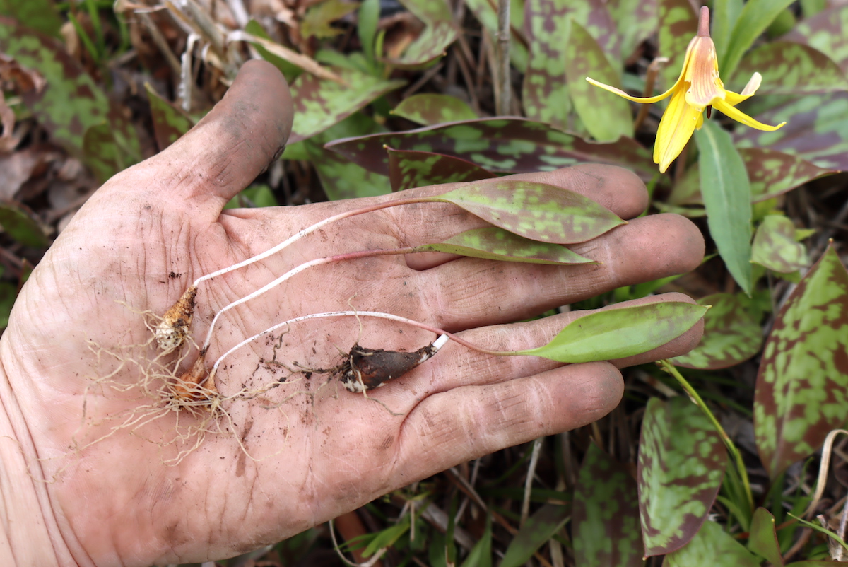 Foraging Trout Lilly