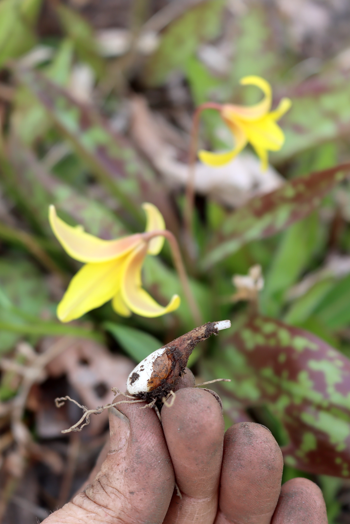 Foraging Trout Lilly