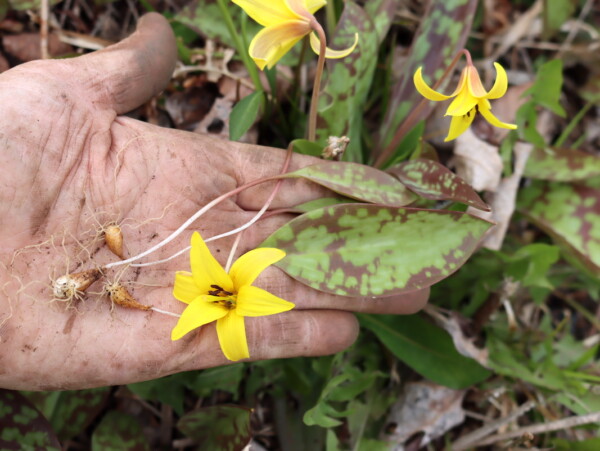 Foraging Trout Lilly