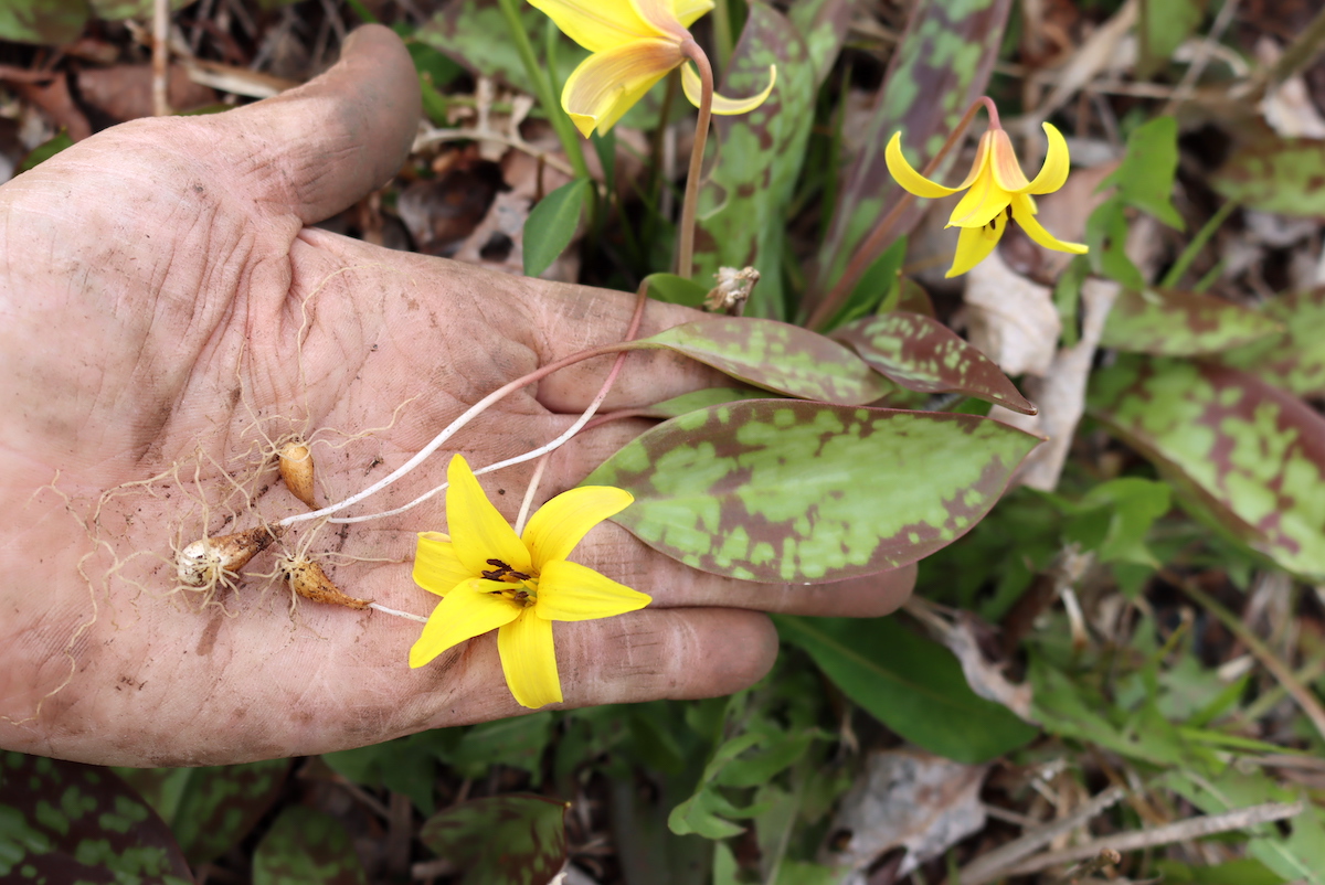 Foraging Trout Lilly
