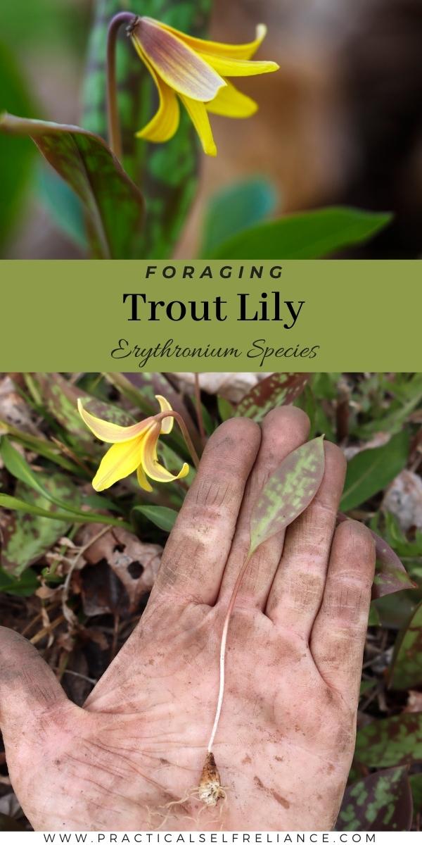 Foraging Trout Lily Erythronium