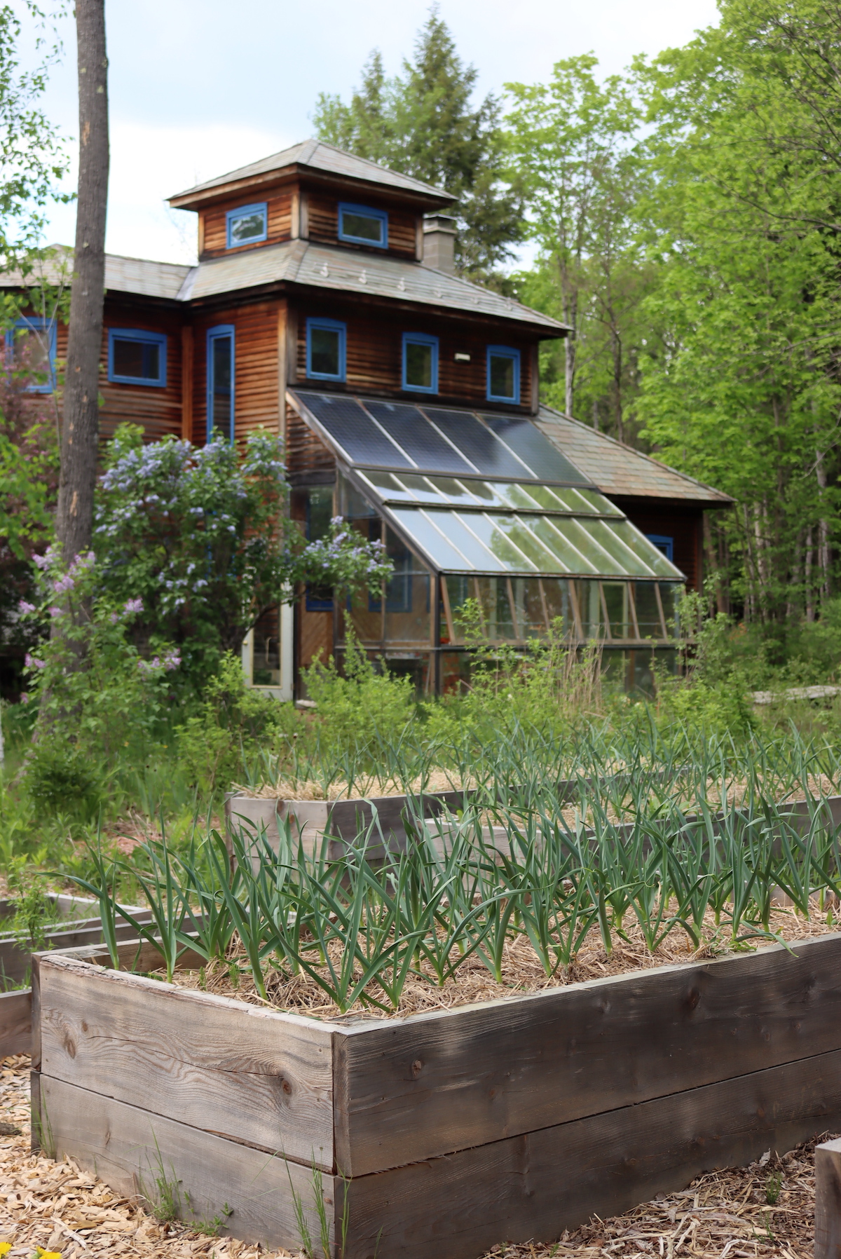 garlic in raised beds