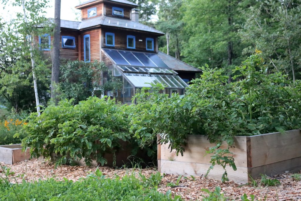 Growing Potatoes in Raised Beds