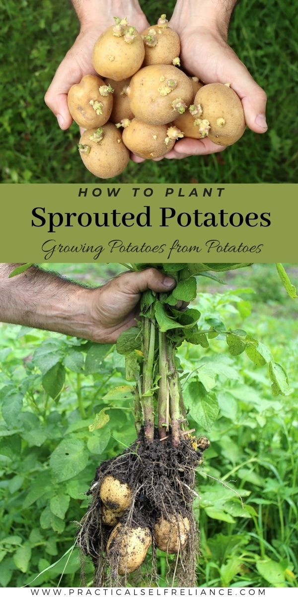 How to Plant Sprouted Potatoes