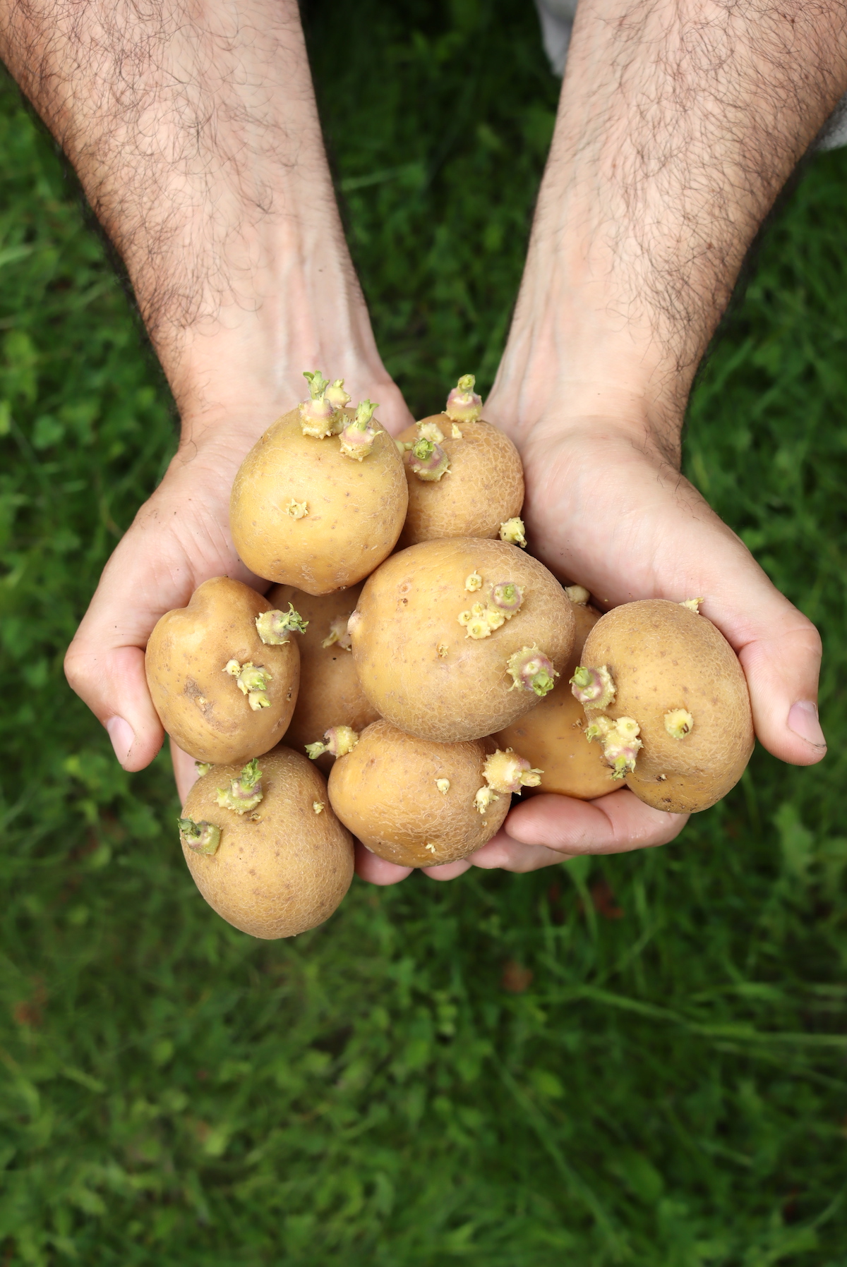 Planting Sprouted Potatoes