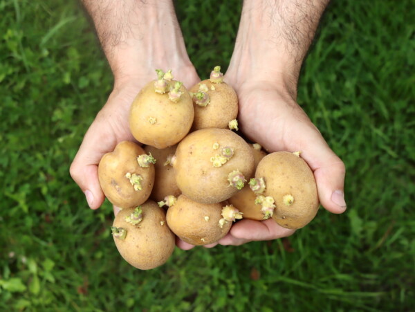 Planting Sprouted Potatoes