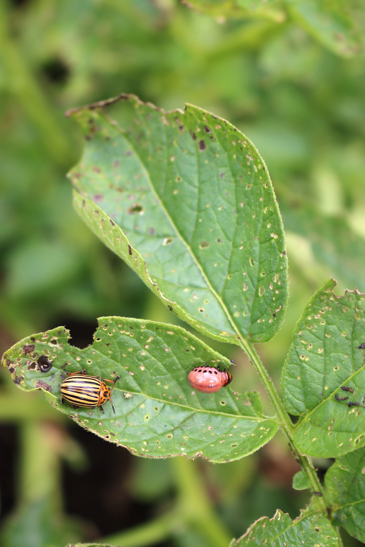 Potato Bugs
