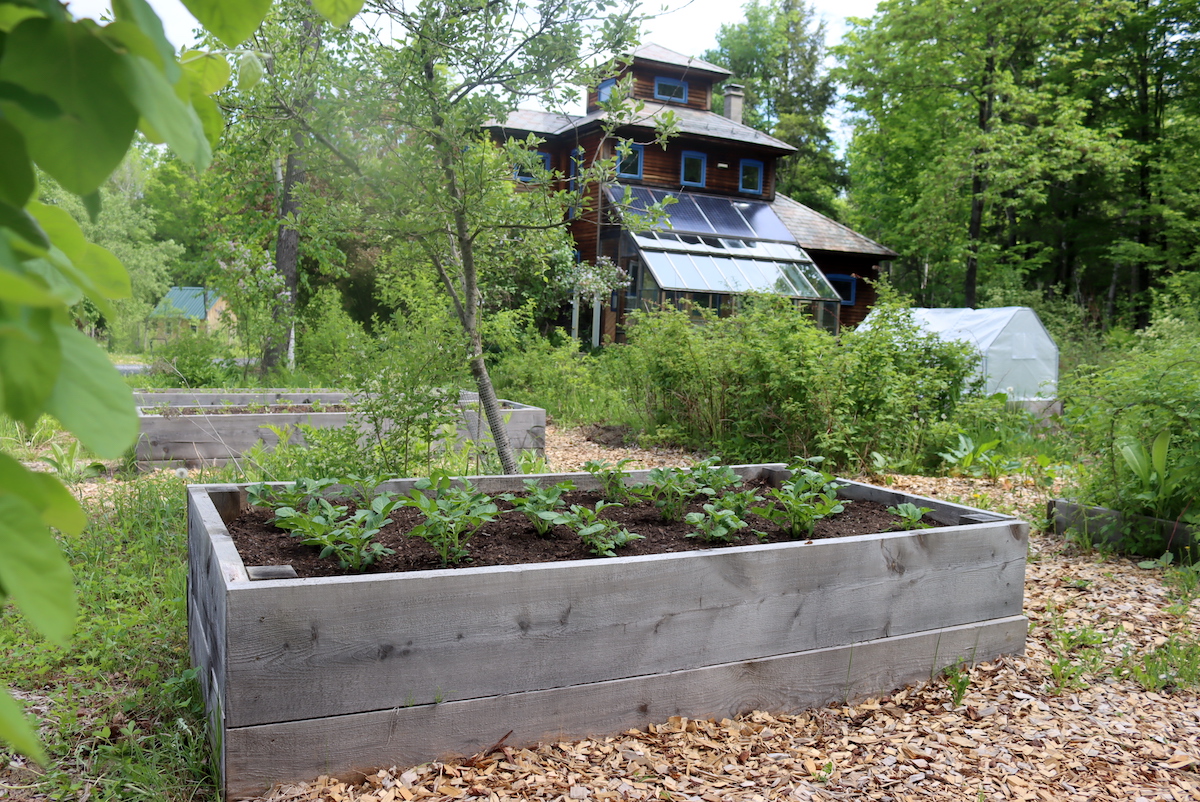 Potatoes in Permaculture Planting