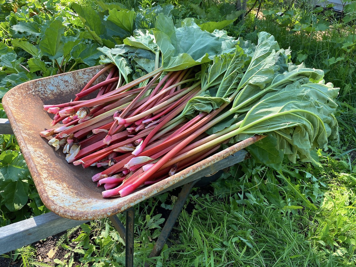 Rhubarb Harvest Wheelbarrow