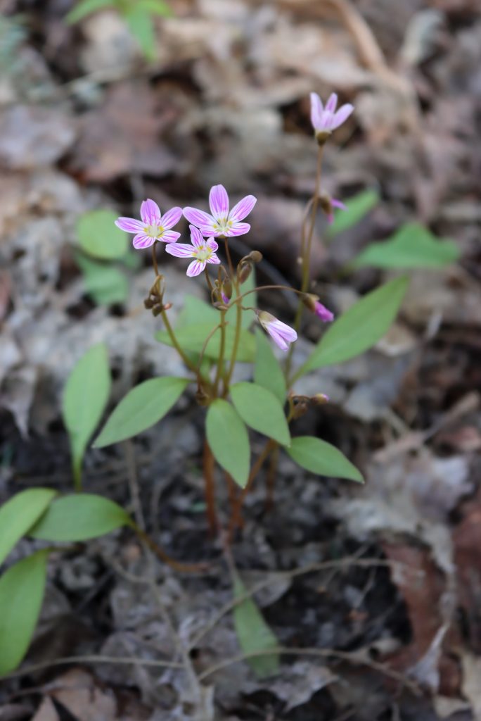 Spring Beauty