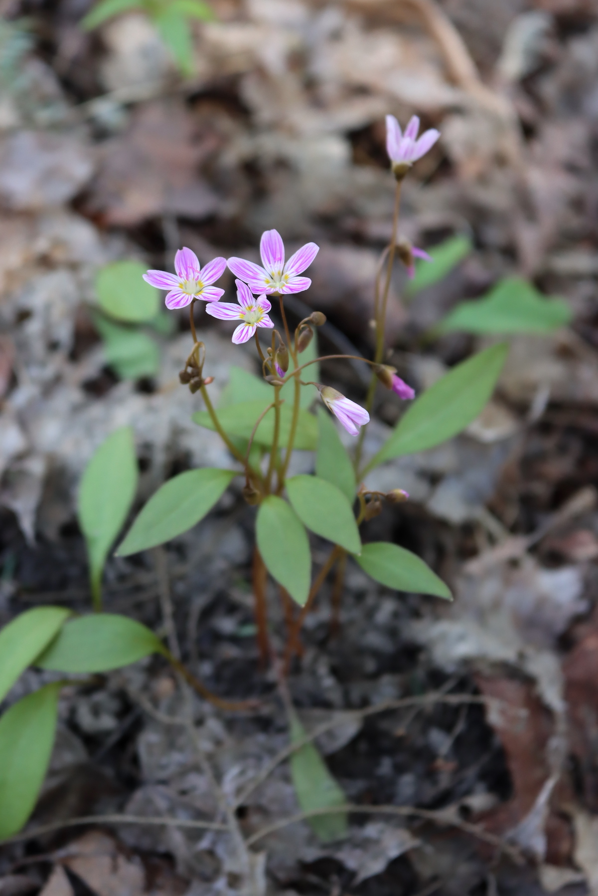 Spring Beauty