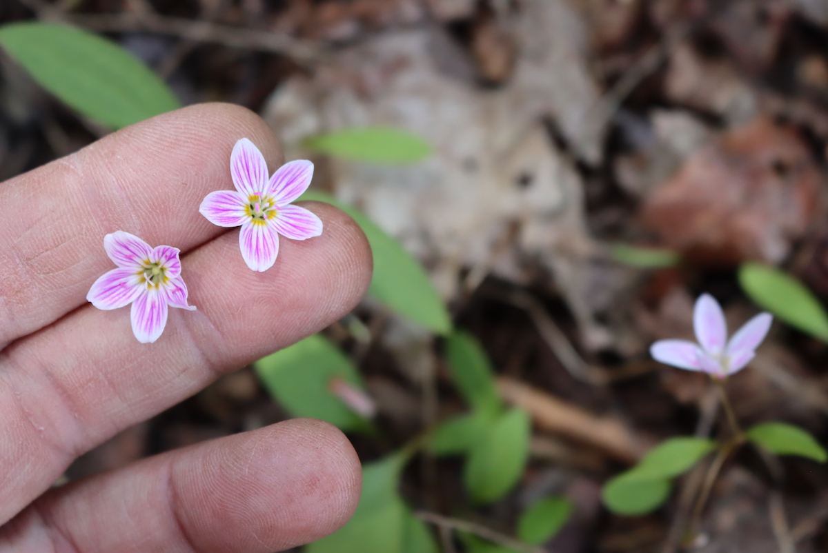 Spring Beauty Flowers