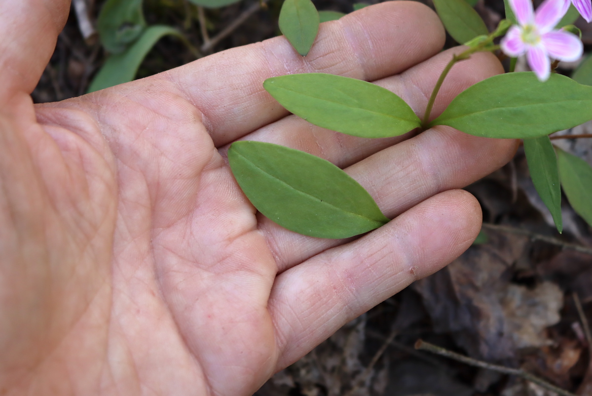 Spring Beauty Leaves