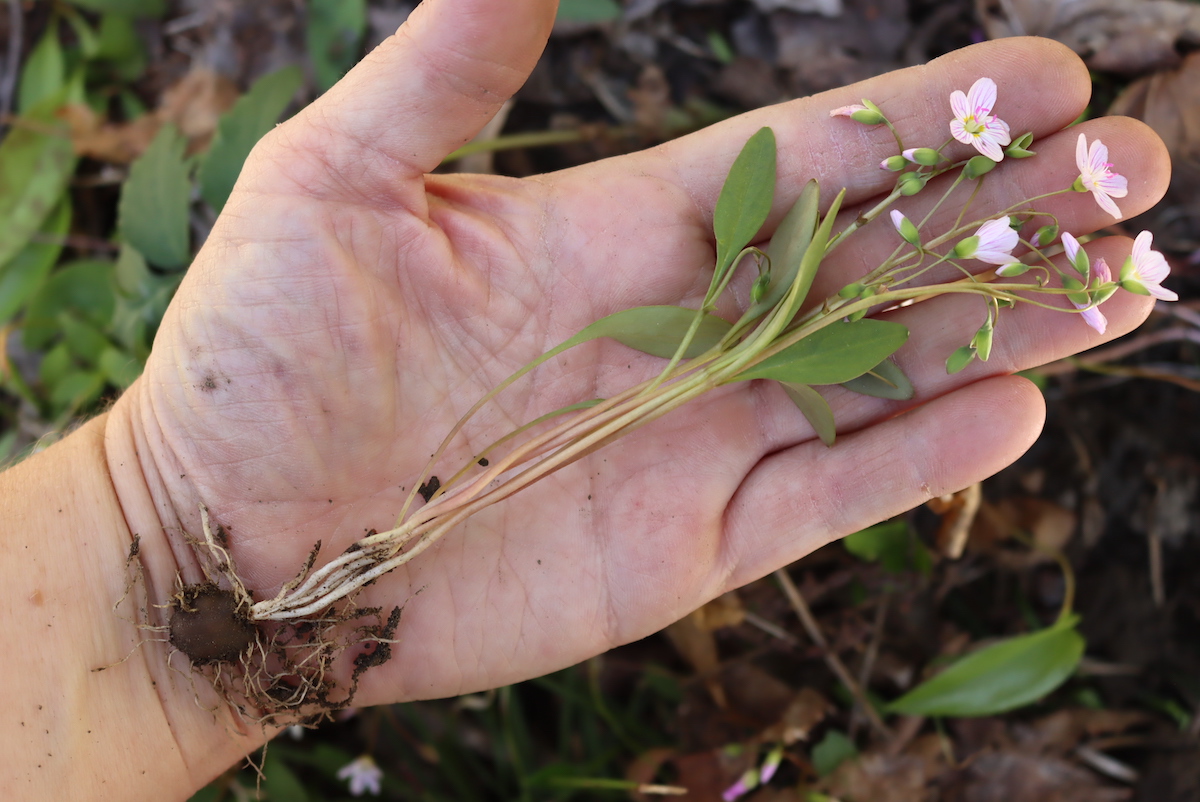 Spring Beauty Plant