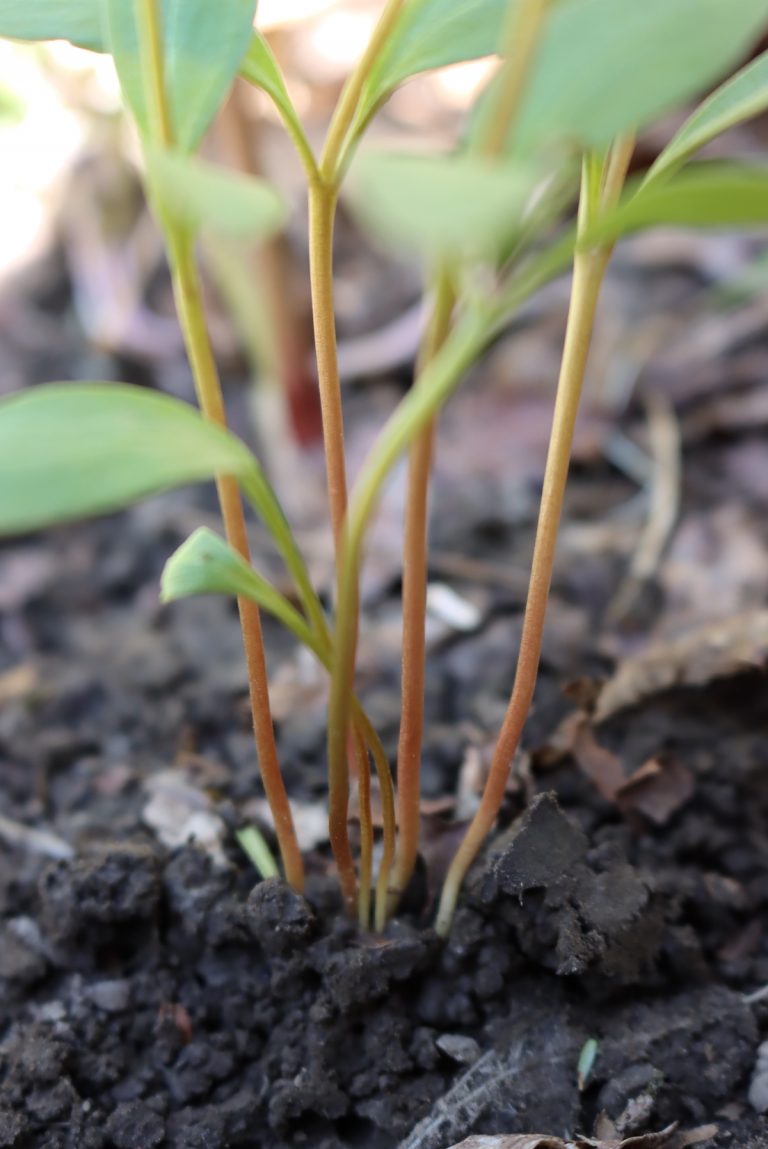 Spring Beauty Rust Foraging Spring Beauty (Claytonia Sp.) — Practical Self Reliance