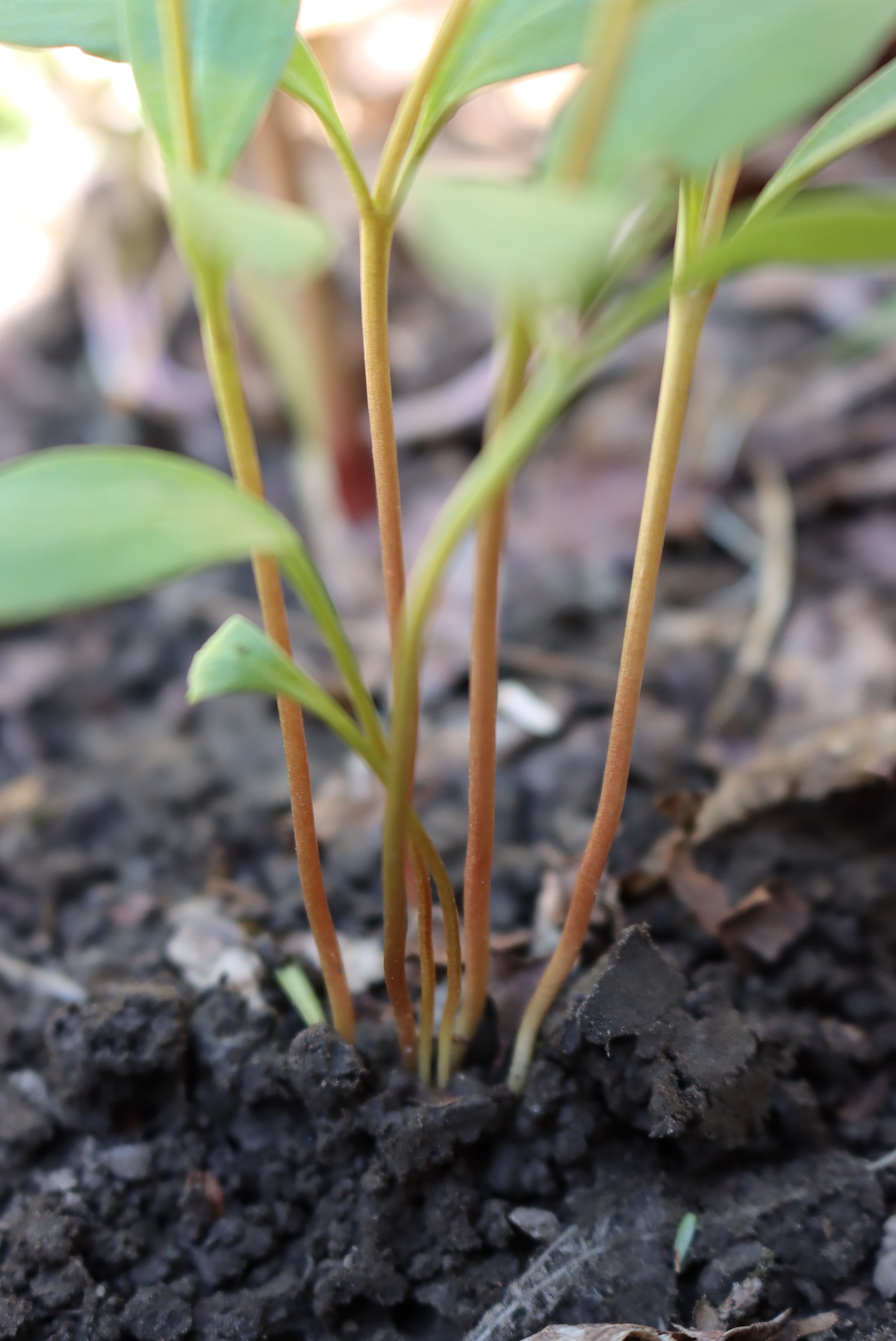 Spring Beauty Stems