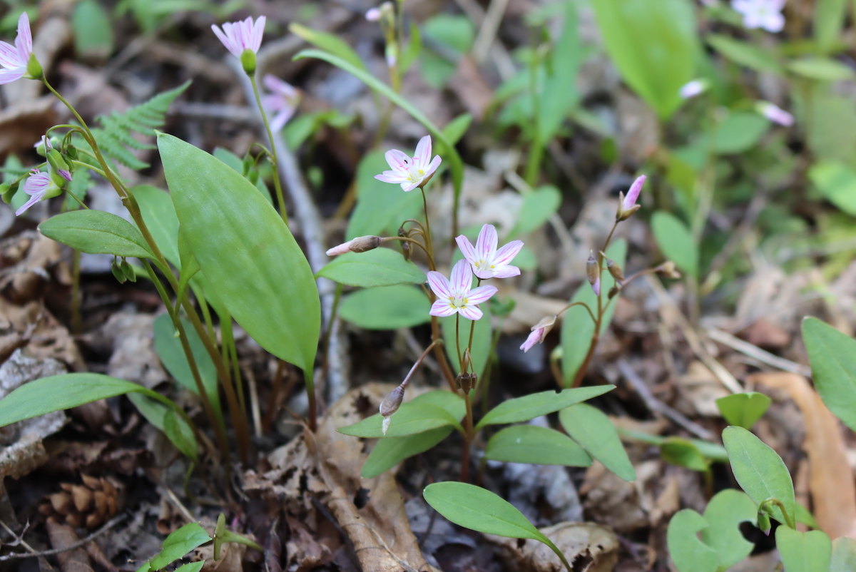 Spring Beauty