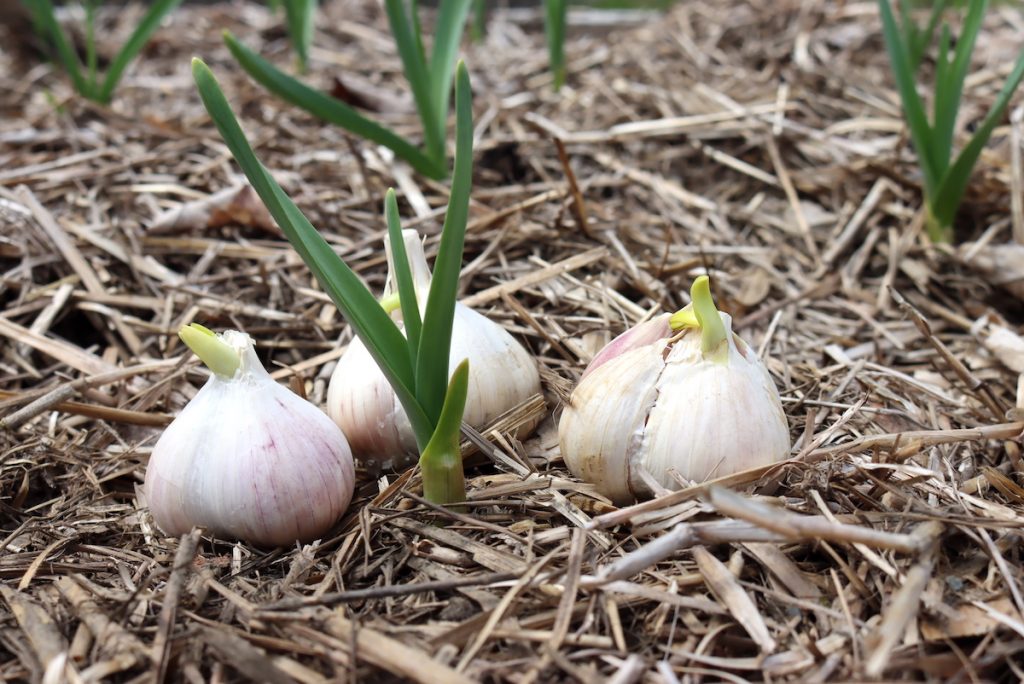 Spring Seed Garlic Planting Sprouted Garlic: How to Grow Garlic from Sprouted Cloves