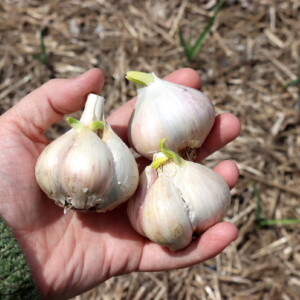 Planting Sprouted Garlic