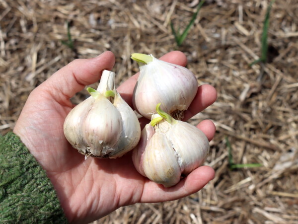 Planting Sprouted Garlic