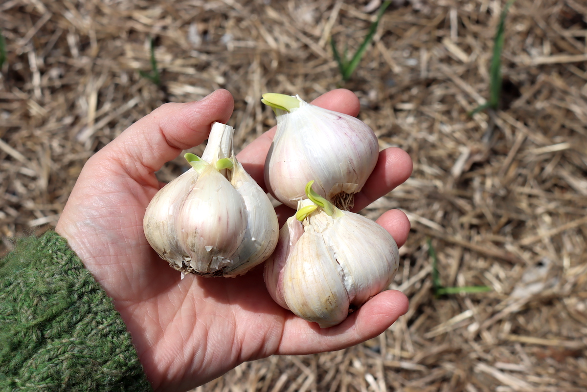 Planting Sprouted Garlic (Spring Garlic Planting)