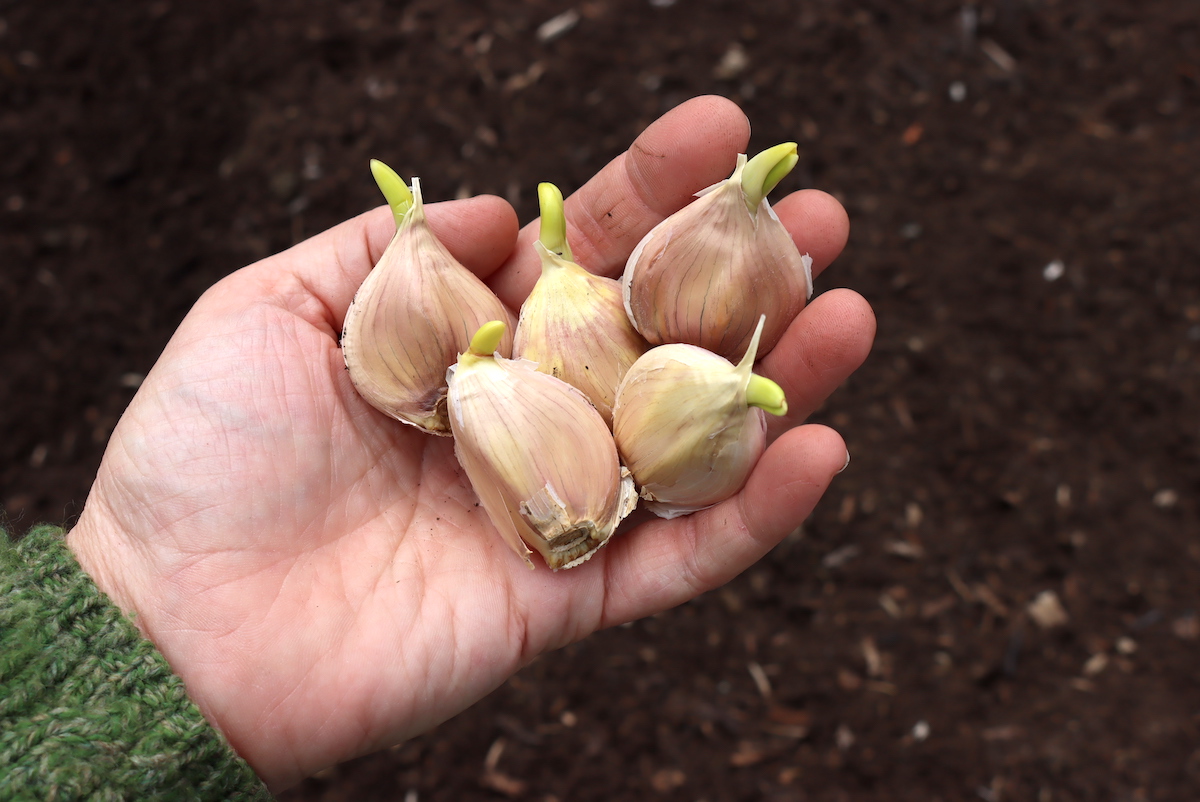 Sprouted Garlic Broken apart for planting