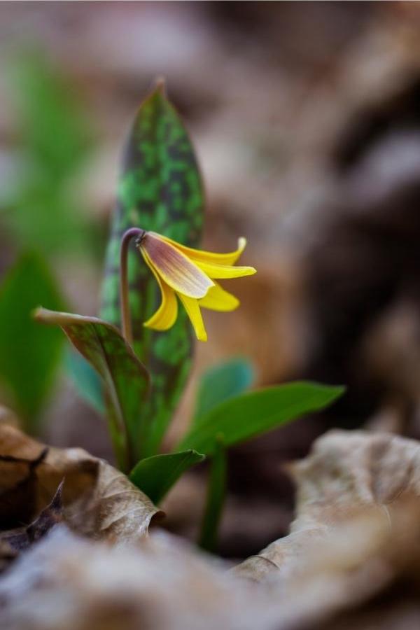 Trout Lily
