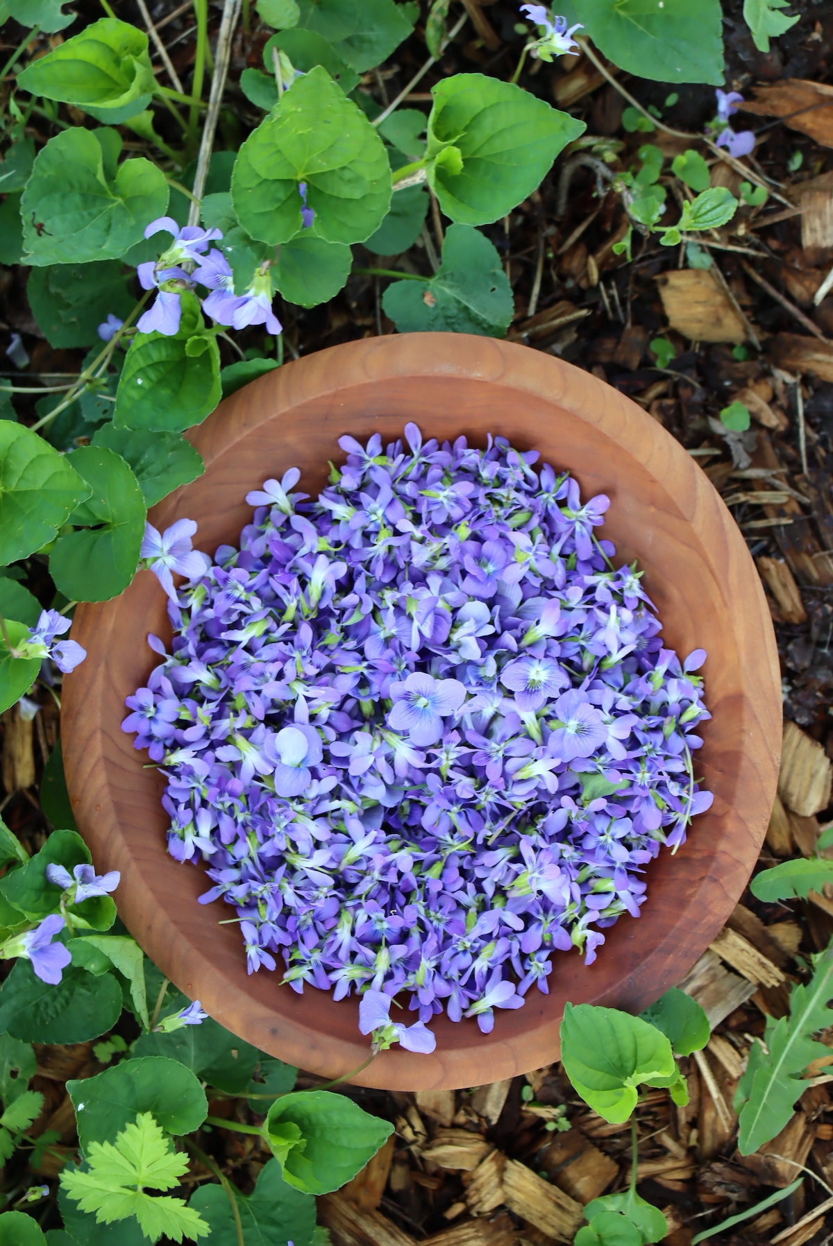 Wild Violet Flowers