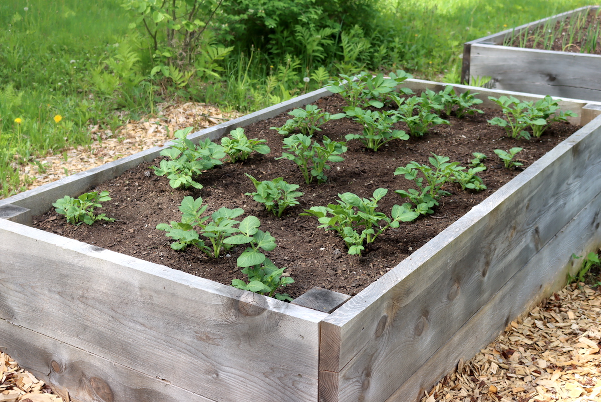 Young Potato Plants