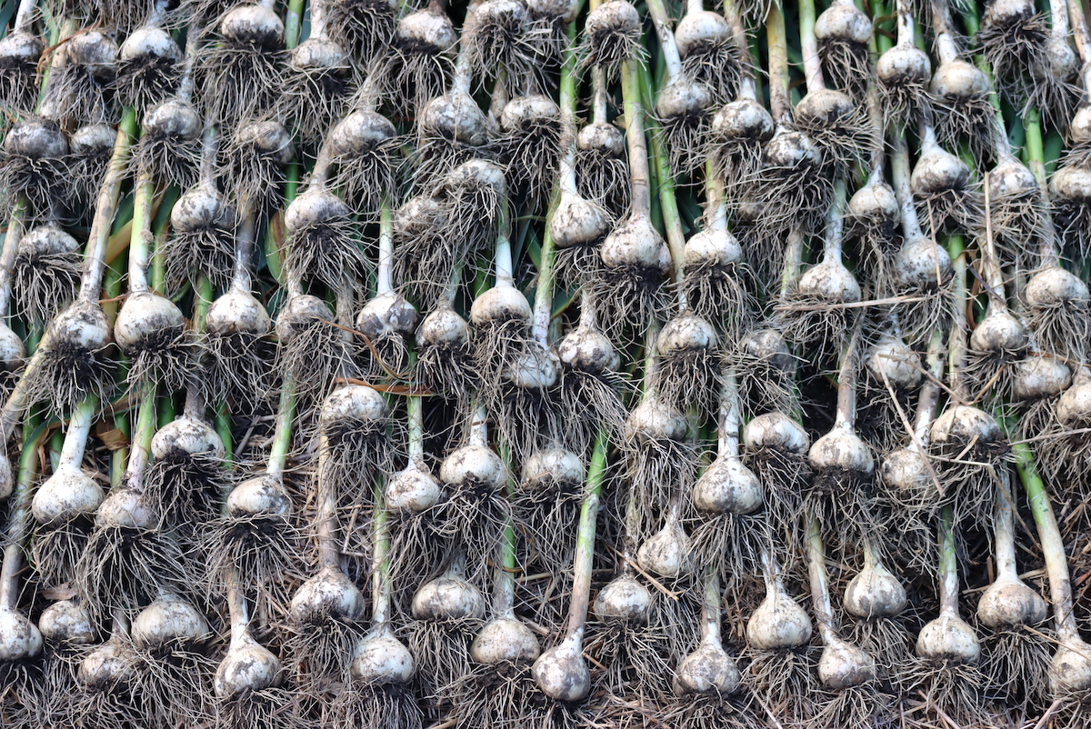 garlic harvest