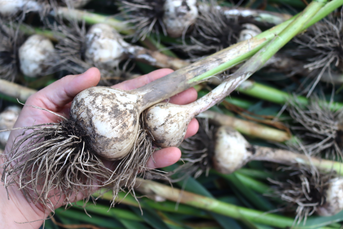 Garlic size comparison, removing scapes and not removing scapes