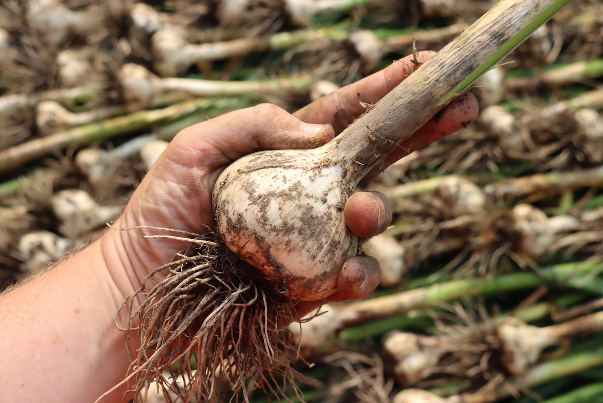 A fully formed garlic bulb at harvest time