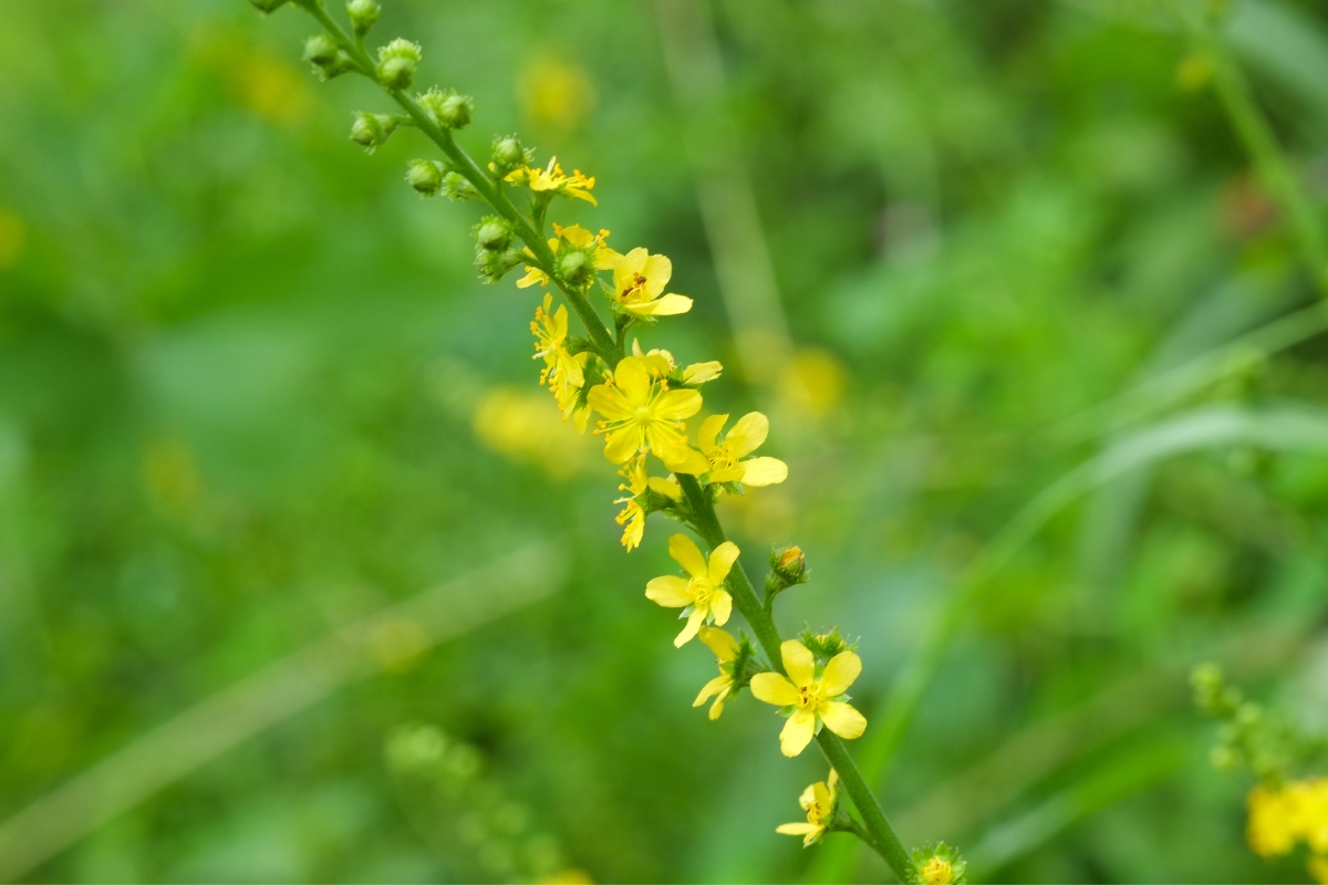 Agrimony Flowers