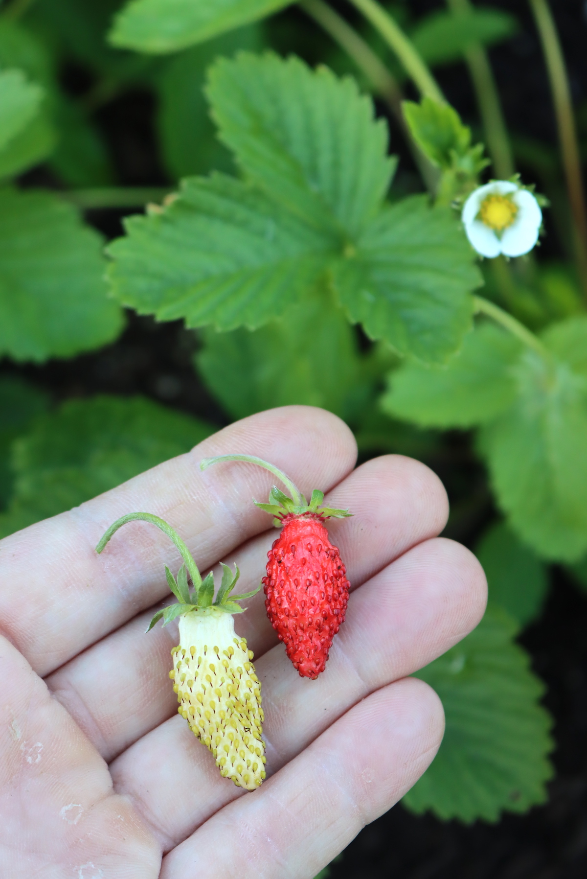 Alpine Strawberries
