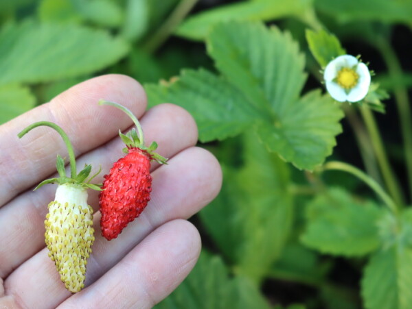 Alpine Strawberries