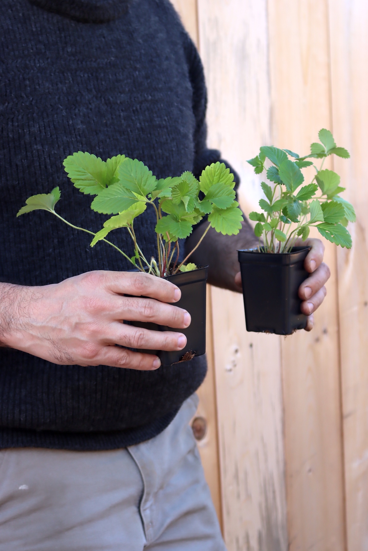 Alpine Strawberry Plants