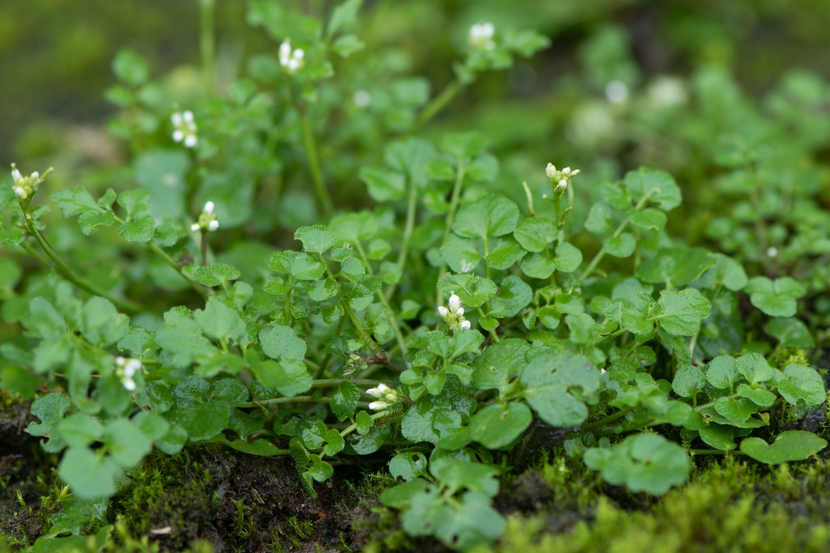 Bittercress (Cardamine hirsuta)