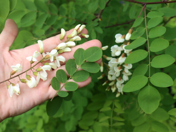 Foraging Black Locust Trees