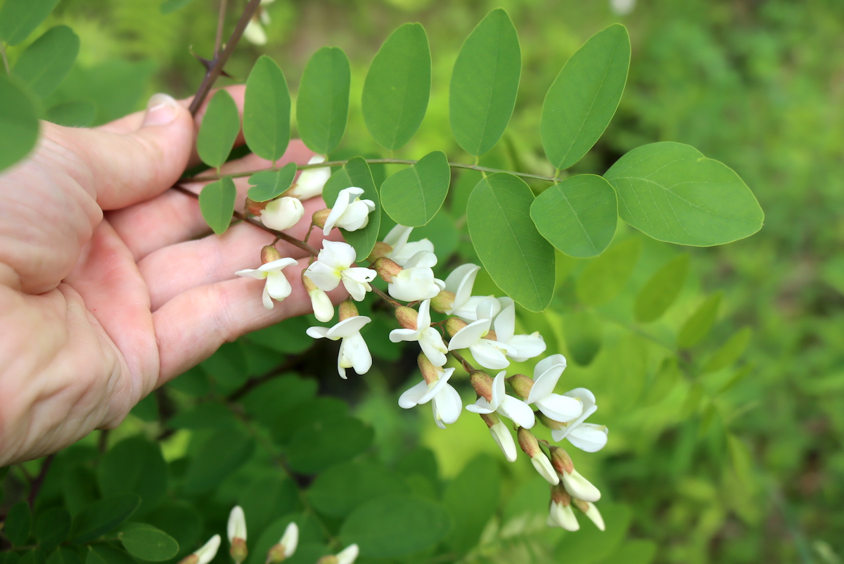Black Locust Flowers