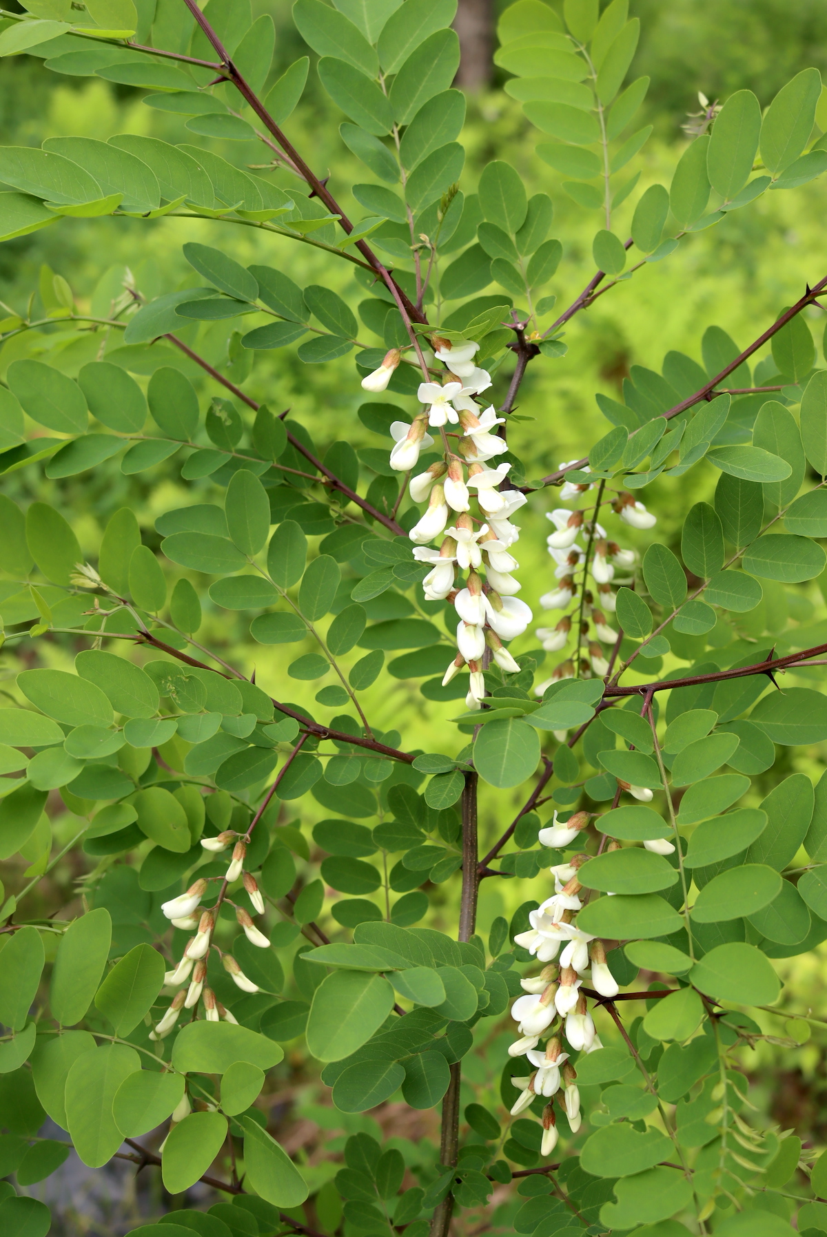 Black Locust Flowers