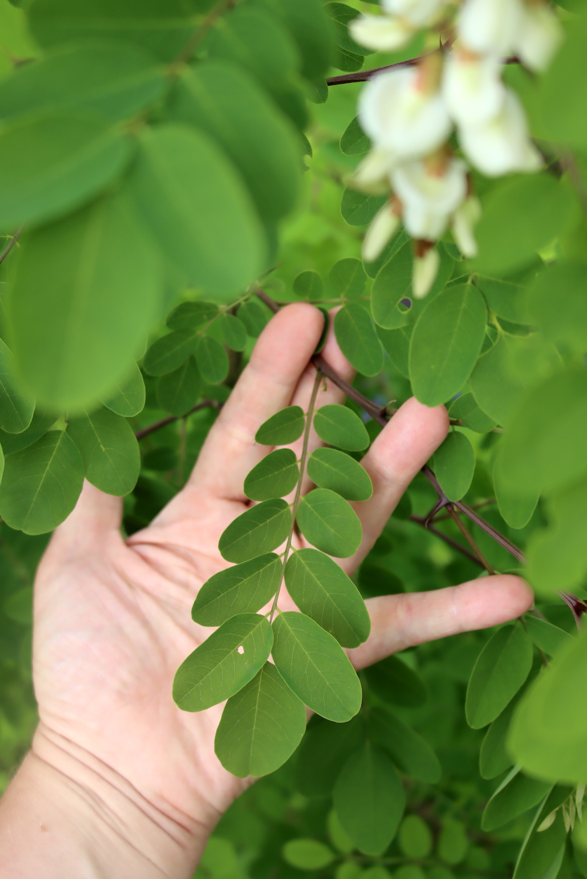Black Locust Leaves
