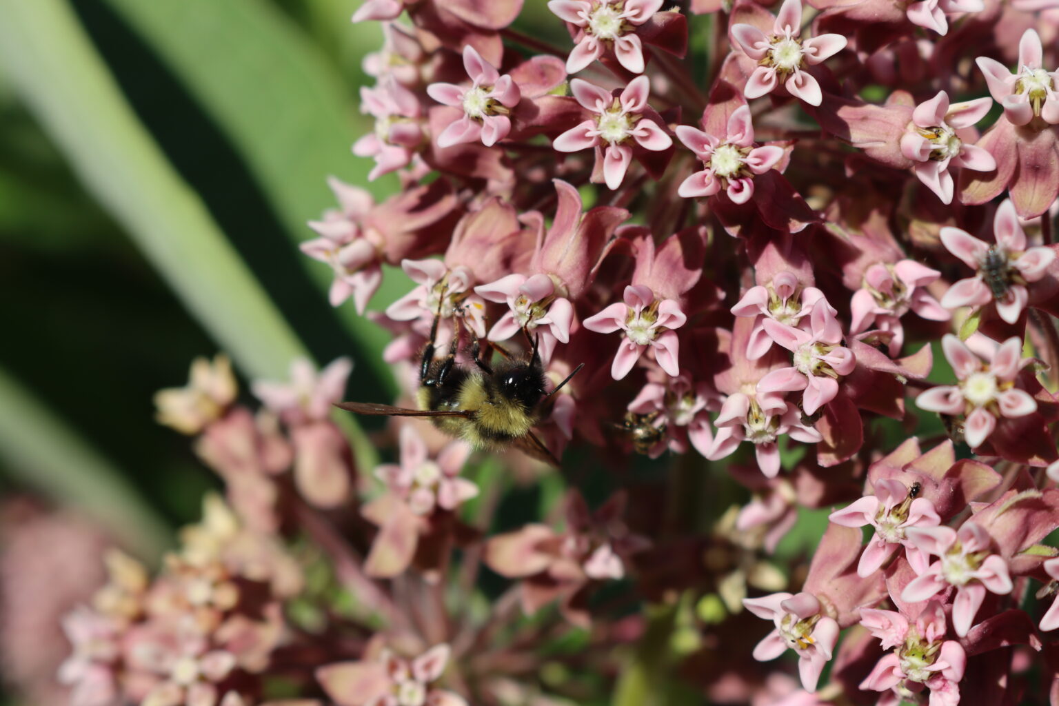 Milkweed Flowers