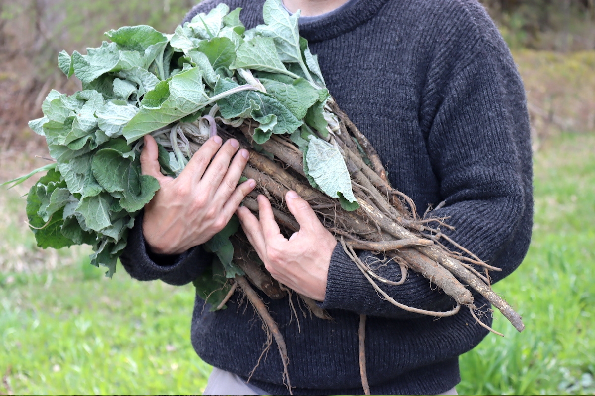 Burdock Root