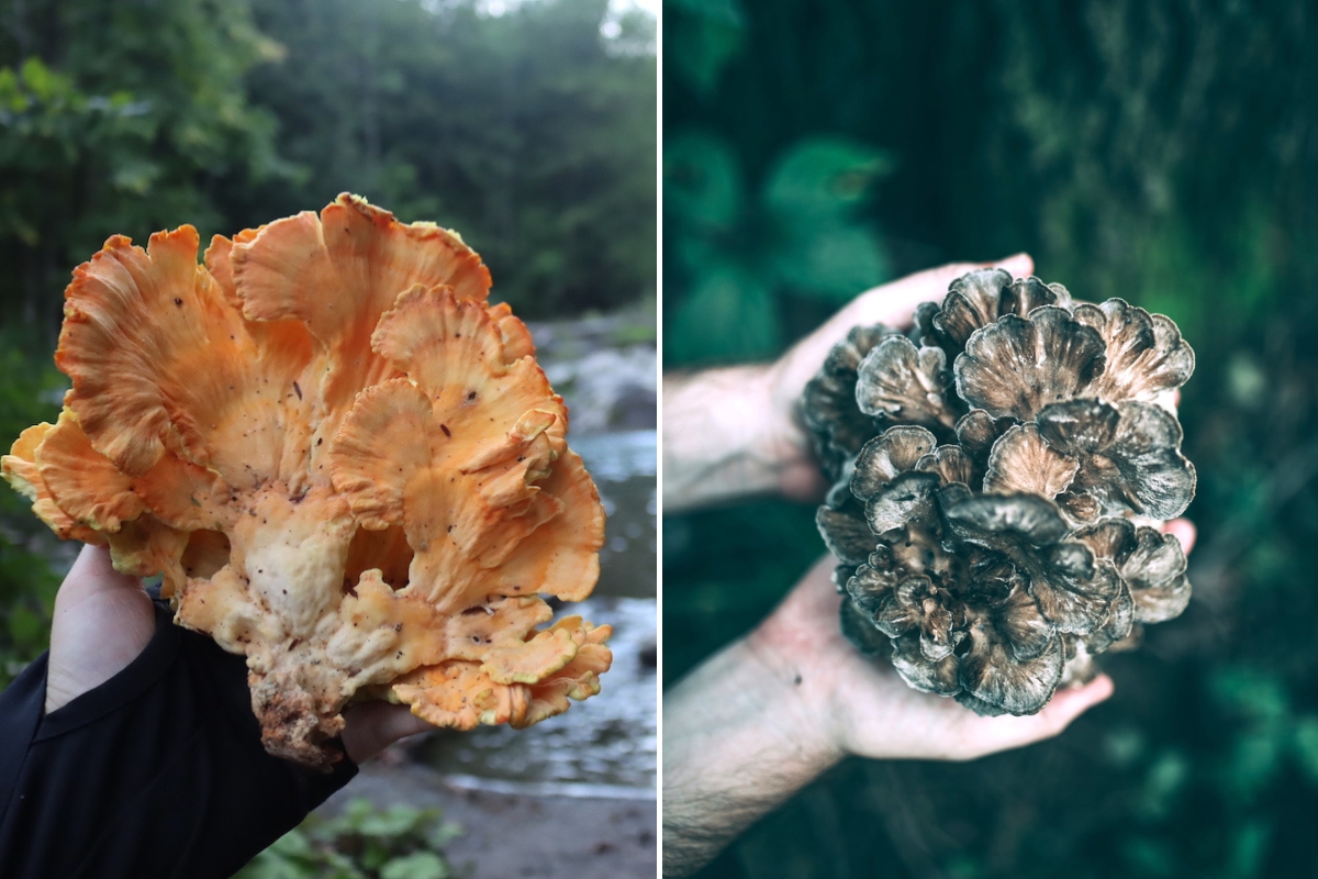 Chicken of the Woods (left) and Hen of the Woods (Right)