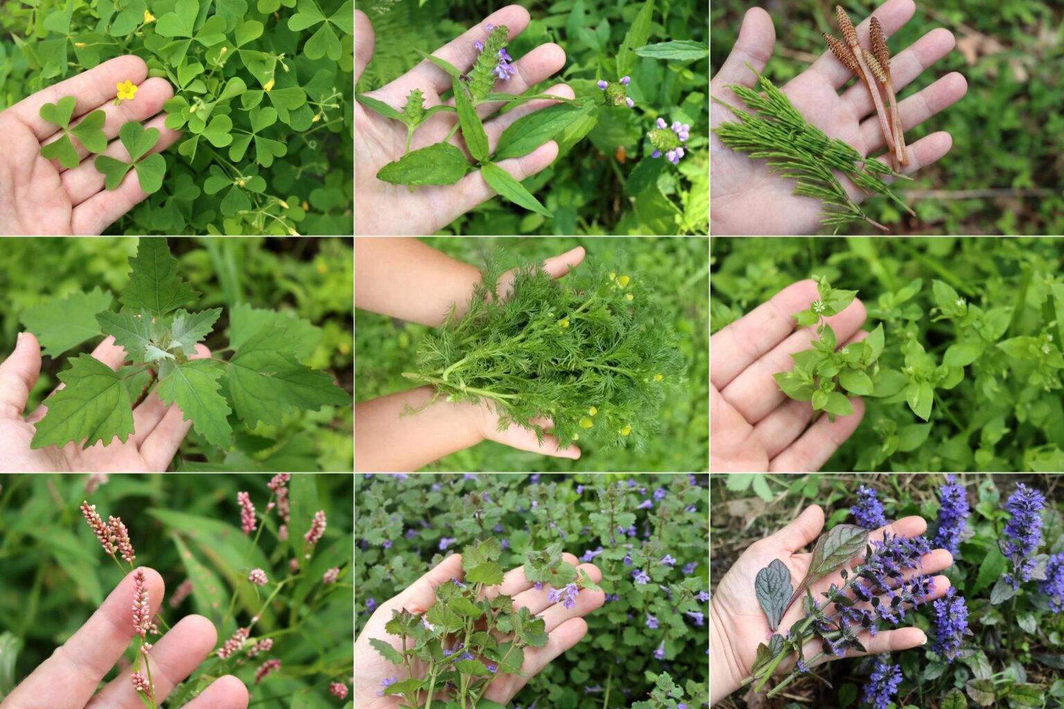Edible Weeds List