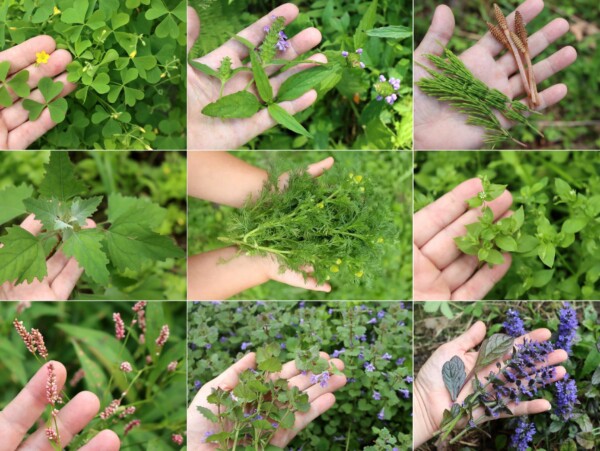 Edible Weeds List