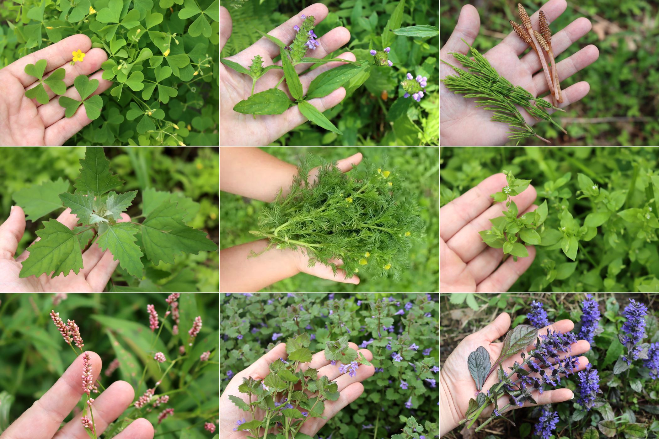 Edible Weeds List