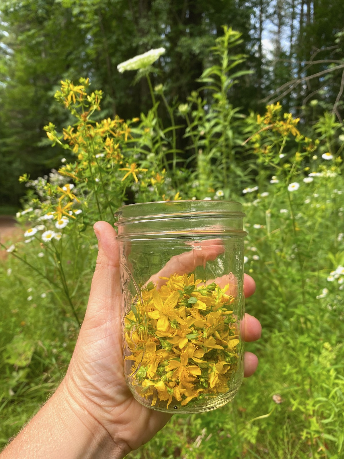 Foraging St Johns Wort